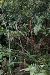 Pitcairnia maidifolia, photograph (c) Connor Connolly-Moyls, some rights reserved (CC BY)