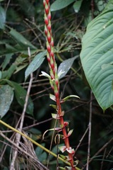 Pitcairnia maidifolia, photograph (c) Connor Connolly-Moyls, some rights reserved (CC BY)
