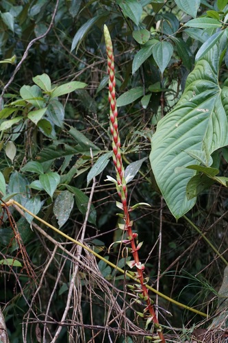 Pitcairnia maidifolia