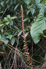 Pitcairnia maidifolia
