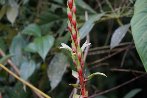 Pitcairnia maidifolia, photograph 2