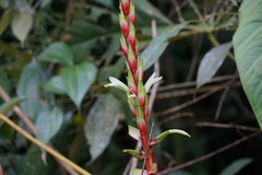 Pitcairnia maidifolia, photograph (c) Connor Connolly-Moyls, some rights reserved (CC BY)