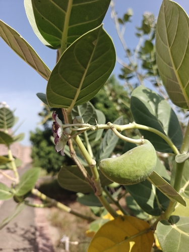 giant milkweed