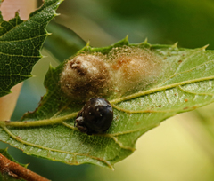 Araneus rotundulus