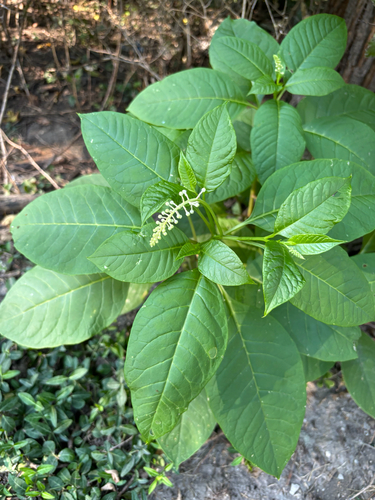 American pokeweed