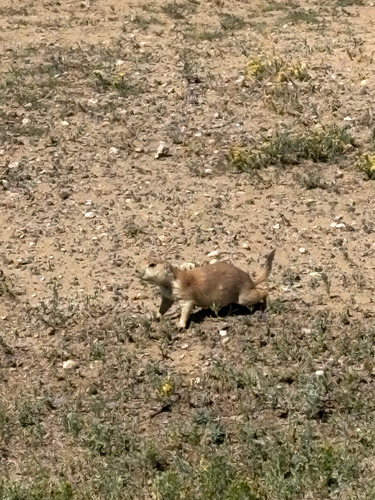 Black-tailed Prairie Dog observed by orionsmcc