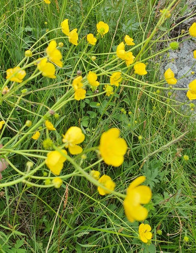 Ranunculus propinquus, photograph 6