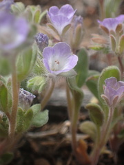 Phacelia curvipes