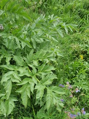 Angelica dahurica, photograph (c) Urgamal Magsar, some rights reserved (CC BY)