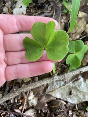 Oxalis