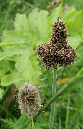 Carex aterrima (Carex aterrima)