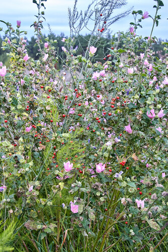 Eastern Tree-mallow