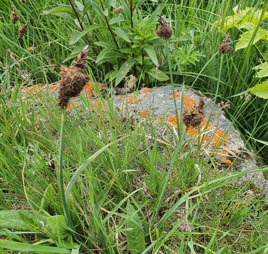 Carex aterrima; photograph (c) Urgamal Magsar, some rights reserved (CC BY)