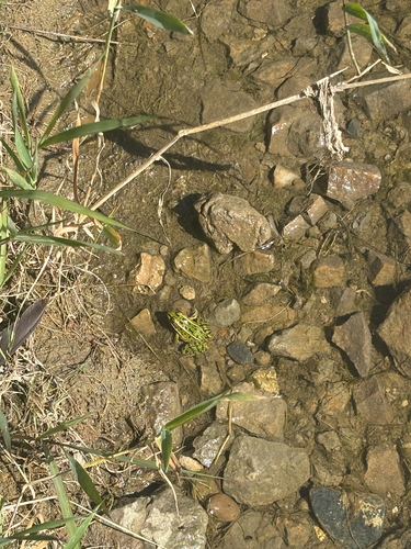 Northern Leopard Frog
