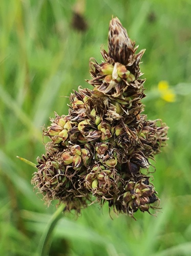 Carex aterrima, photograph 6
