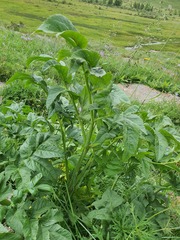 Angelica dahurica, photograph (c) Urgamal Magsar, some rights reserved (CC BY)