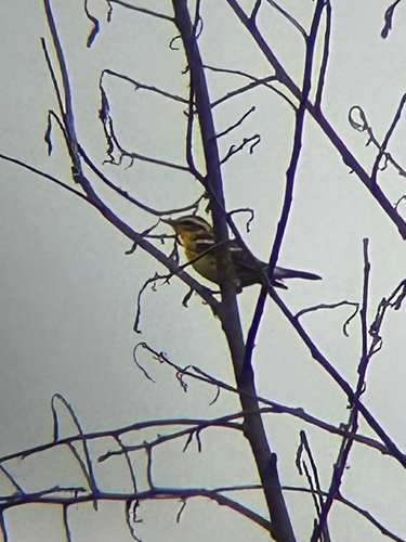 Blackburnian Warbler