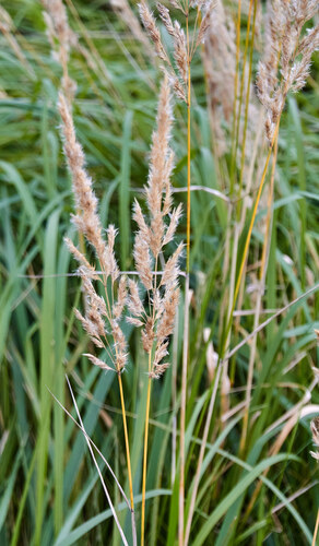 Bushgrass
