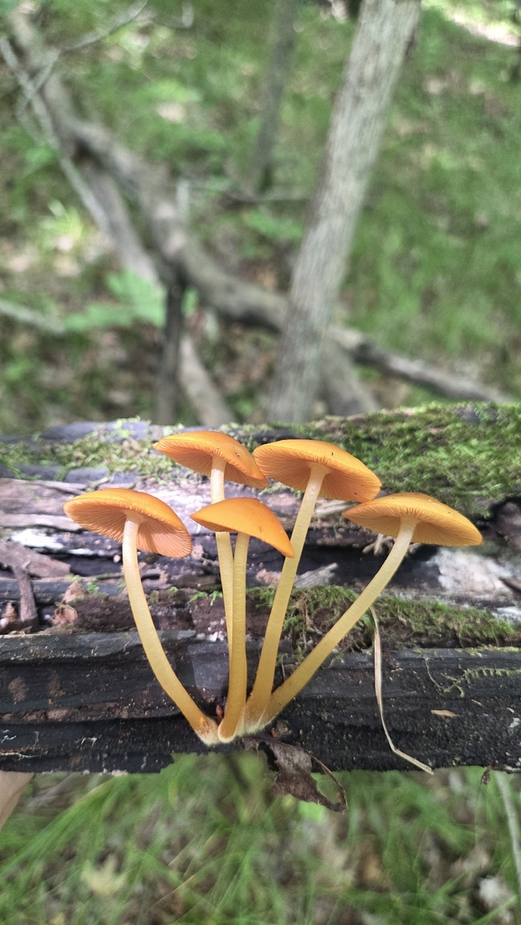 orange mycena · August 2026 · photo: Photo: (c) Carter Ertel, some rights reserved (CC BY) · iNaturalist