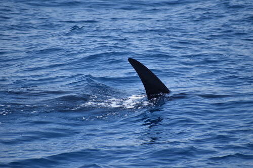 Mobula birostris observed 2026-08-29