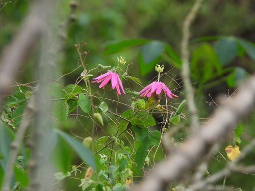 Passiflora reflexiflora, photograph 6
