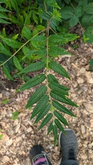 Juglans major, photograph (c) L. Reid, some rights reserved (CC BY)