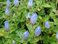 Gentiana platypetala