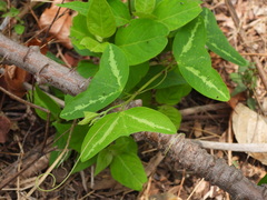 Passiflora punctata