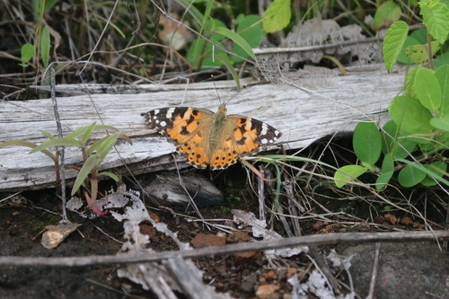 Painted Lady