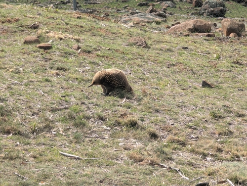 Tasmanian Echidna