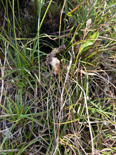 Carex nigricans observed 2026-09-01