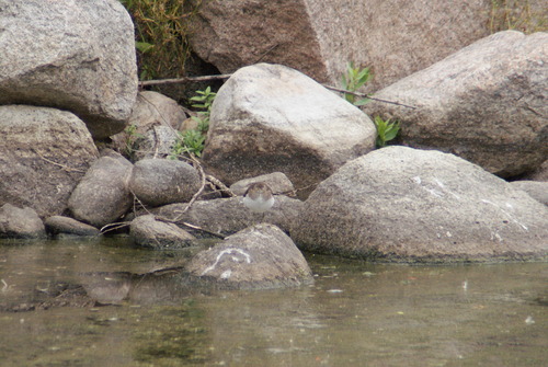Solitary Sandpiper