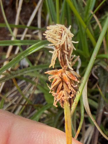 Carex nigricans observed 2026-09-01