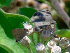 Arteurotia tractipennis