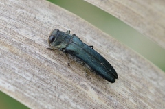 Agrilus sulcicollis