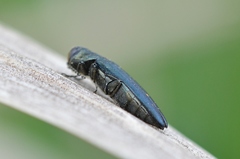Agrilus sulcicollis