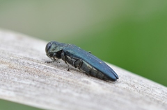 Agrilus sulcicollis