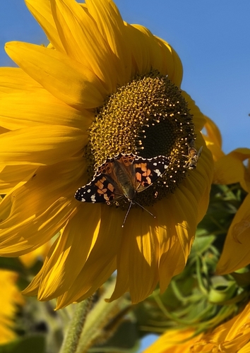 Painted Lady