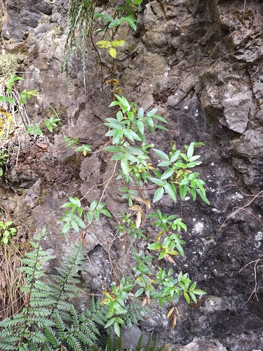Scandia rosifolia, photograph 2