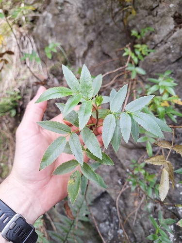 Scandia rosifolia, photograph 3