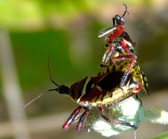 Apiomerus flaviventris