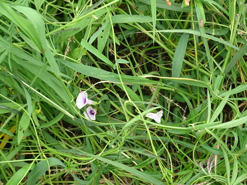 Ipomoea heptaphylla