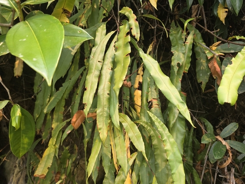 Oleandra neriiformis observed 2026-09-01