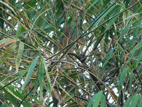 Tupaia javanica observed 2026-08-30
