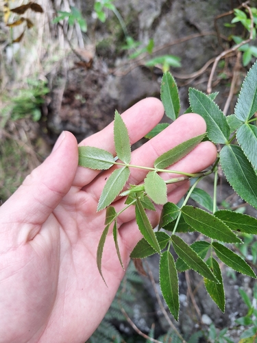 Scandia rosifolia, photograph 4