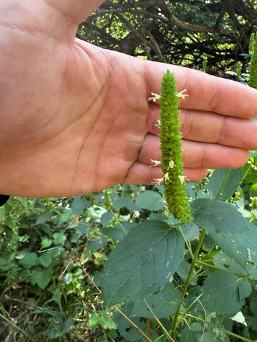 yellow giant hyssop
