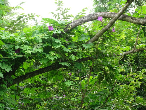 Ipomoea setosa