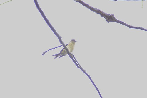 American Goldfinch