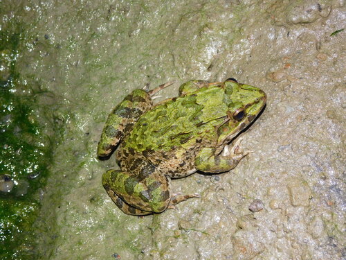 Fejervarya cancrivora observed 2026-08-30
