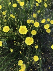 Crocanthemum aldersonii